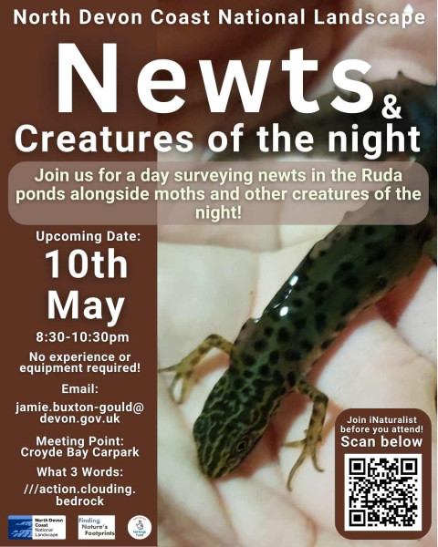 Newts & creatures of the Night